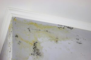 black mold on the wall. Fungus on the wall after the flooding of the house.