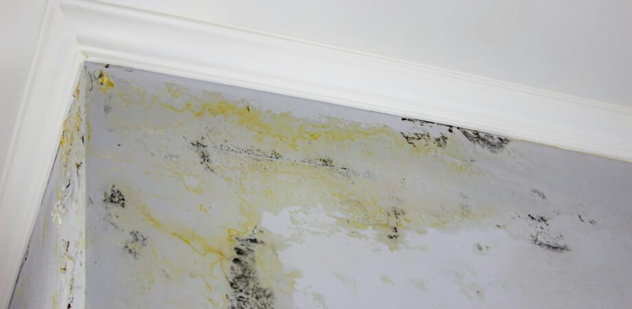 black mold on the wall. Fungus on the wall after the flooding of the house.