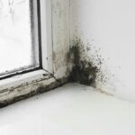 Hvor skadeligt er skimmelsvamp? – symptomer og løsninger